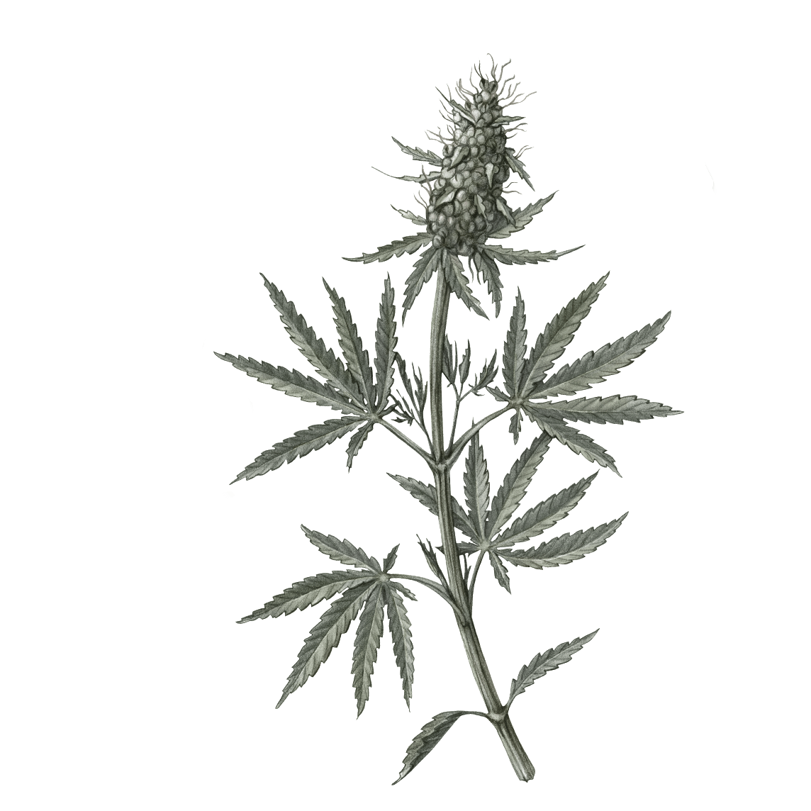 背景画像