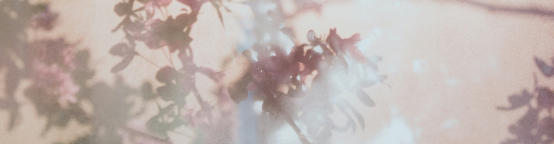 ピンク色の花