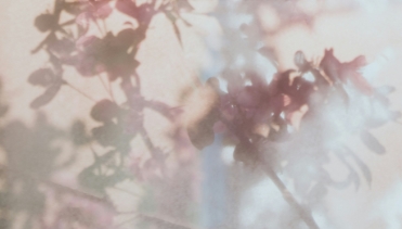 ピンク色の花