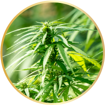 カンナビジオール