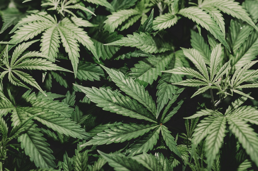 CBG(カンナビゲロール)とは?気になる効果と副作用を解説