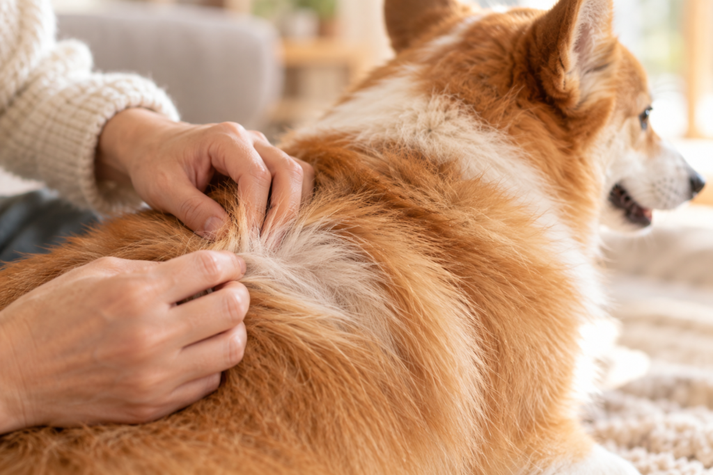 飼い主の指がコーギーの毛をかき分け、根もとのやわらかいアンダーコートが見えている様子